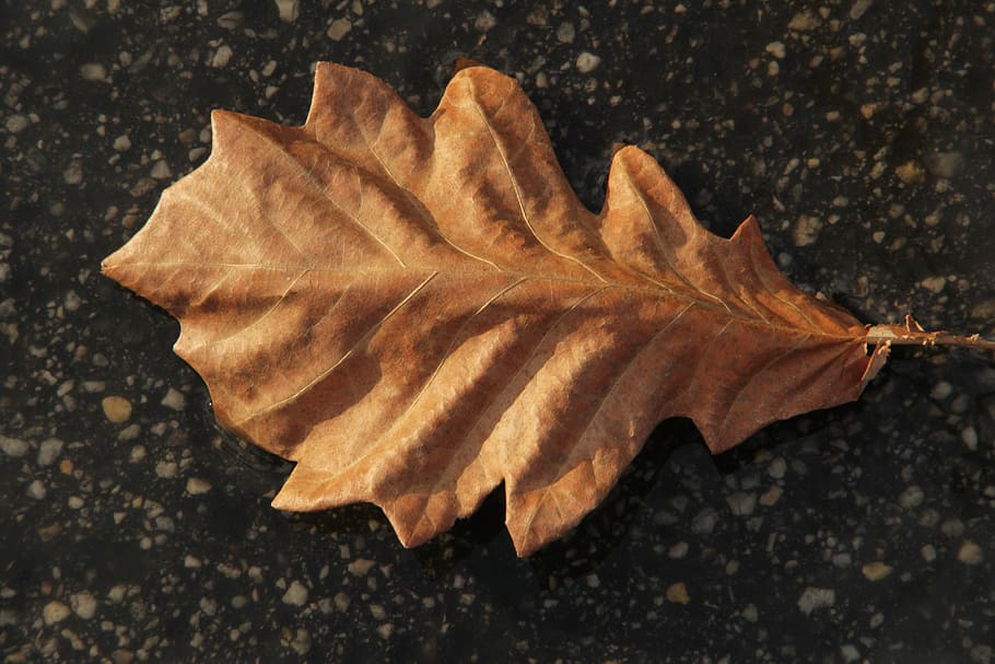 leaf, ground, autumn, dry, nature, season, yellow, backgrounds HD wallpaper