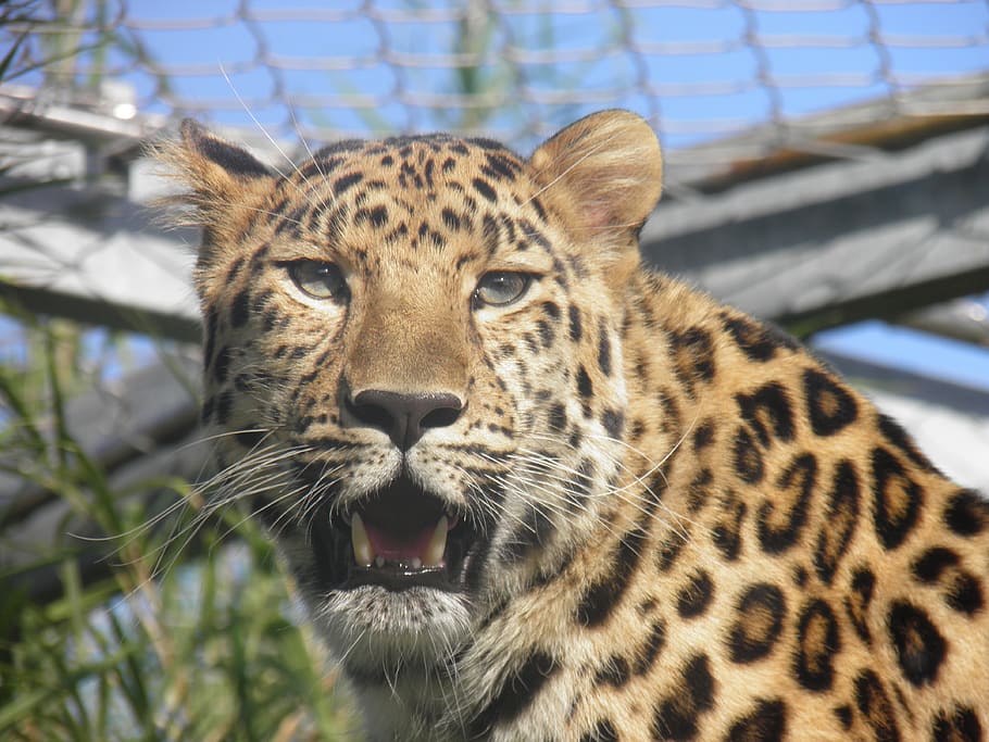leopard showing fang, panther, zoo, wild, feline, fauna, animal HD wallpaper