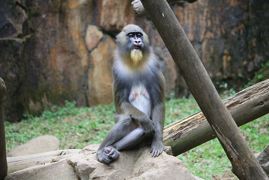 Mandrill, Monkey, Animal, Primate, mandrillus, species, exotic HD wallpaper