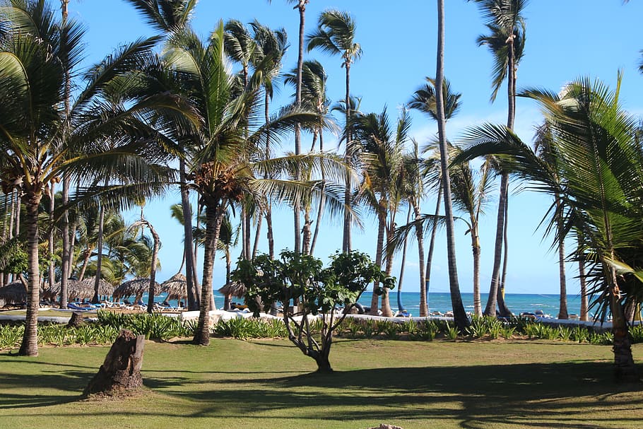palm trees, sky, sea, ocean, summer, travel, tropical, exotic, HD wallpaper