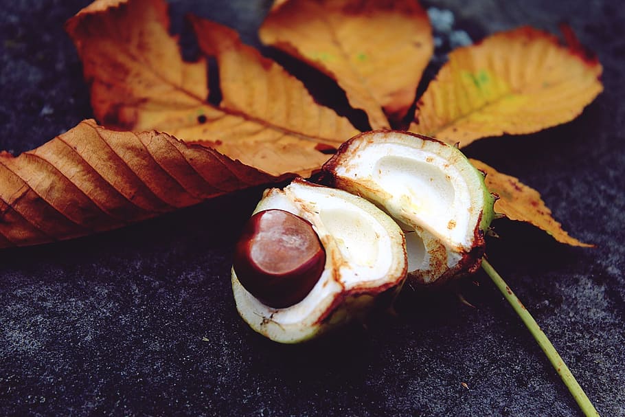 white fruit beside dried leaf, autumn, leaves, foliage leaf HD wallpaper