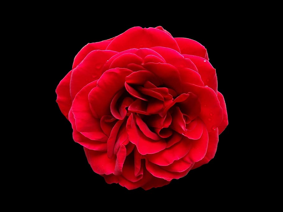 red rose illustration, flower, black background, studio shot HD wallpaper