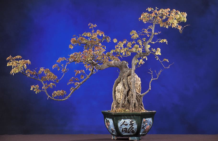 beige bonsai plant, acer buergerianum, bonsai tree, ornamental plant, HD wallpaper