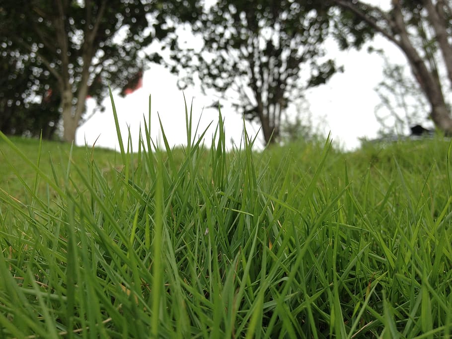 grassland, riverside, green, plant, growth, field, green color HD wallpaper