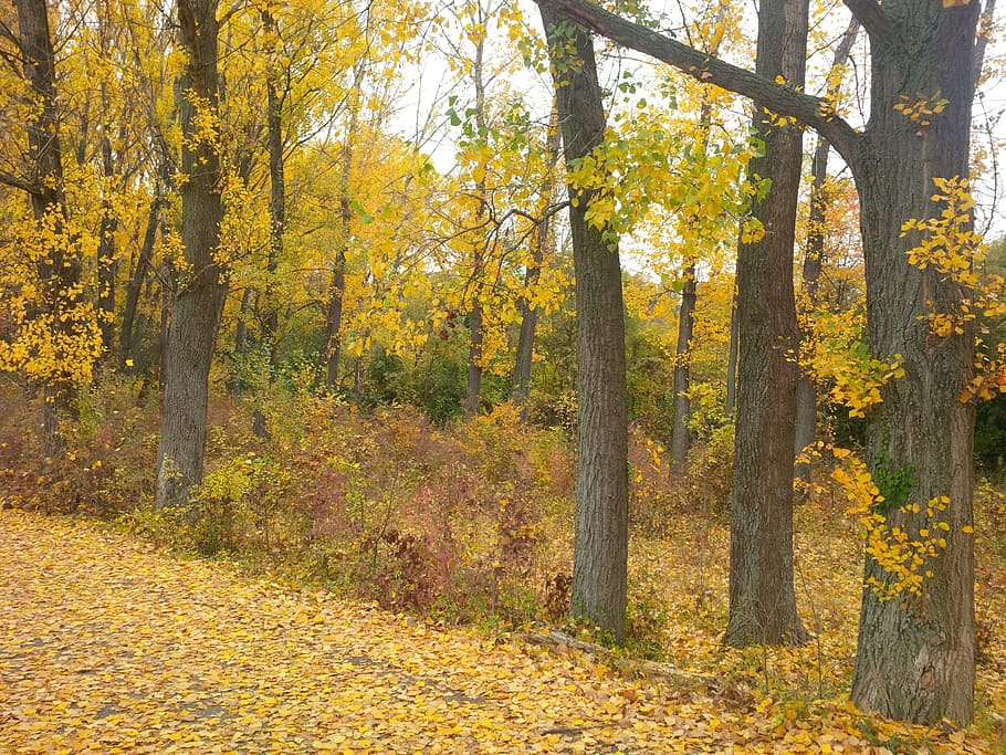 Trees, Forest, Woods, Autumn, Fall, leaves, nature, environment HD wallpaper