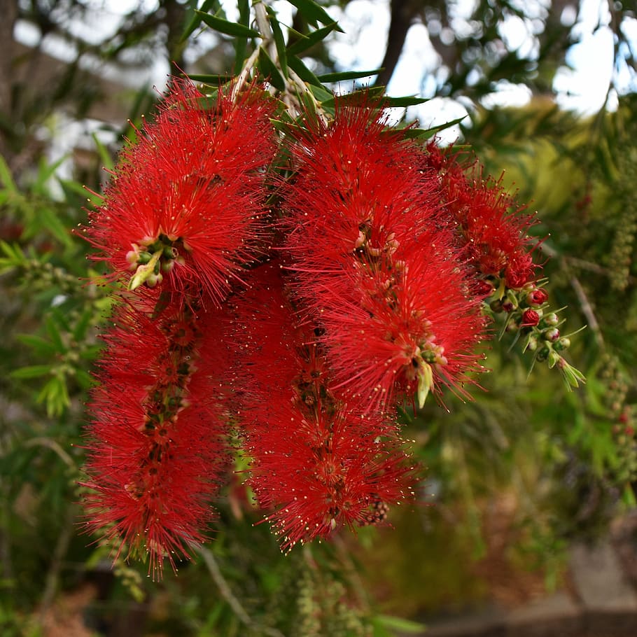 banksia, australian, native, flower, plant, flora, bush, nature, HD wallpaper