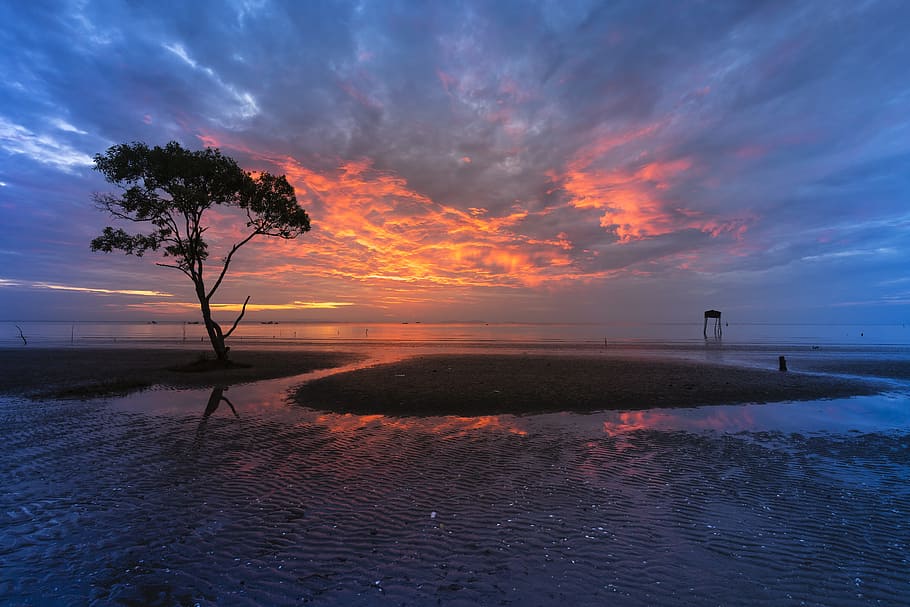 silhouette tree on swamp, background, the beach, nice, green HD wallpaper