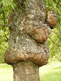 tree, disease, proliferation, canker, fruit tree cancer, fungal infection HD wallpaper