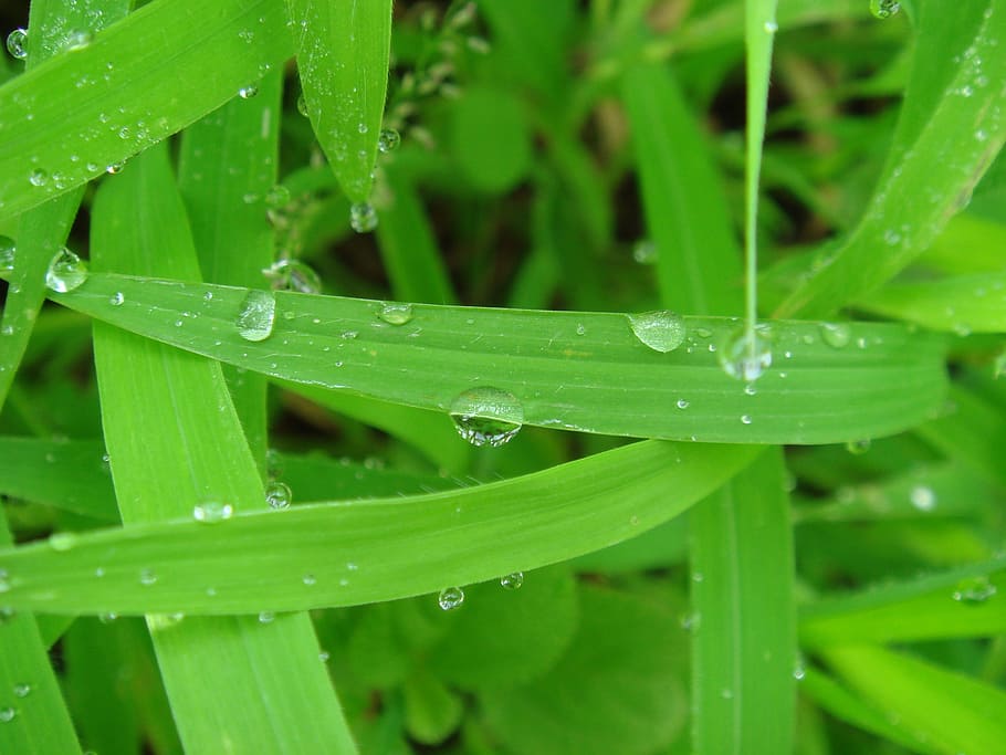 green leaf, dew, weeds, water, wet, drop, green color, plant HD wallpaper