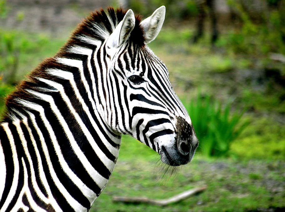 selective focus photography of Zebra, stripes, black, white, mammal, HD wallpaper