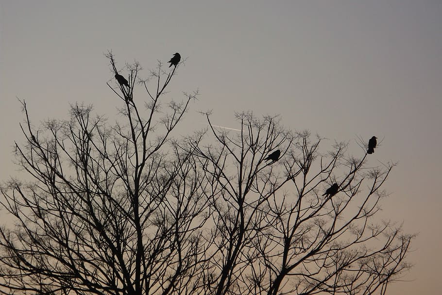 Birds, Crows, Evening, Forest, Nature, sunset, bare tree, animals in the wild HD wallpaper