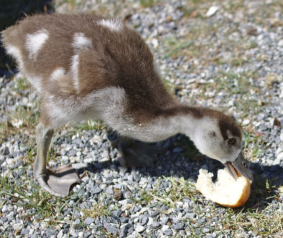 Goose, Chicks, Bird, Plumage, Bread, feed, food, animal, poultry HD wallpaper