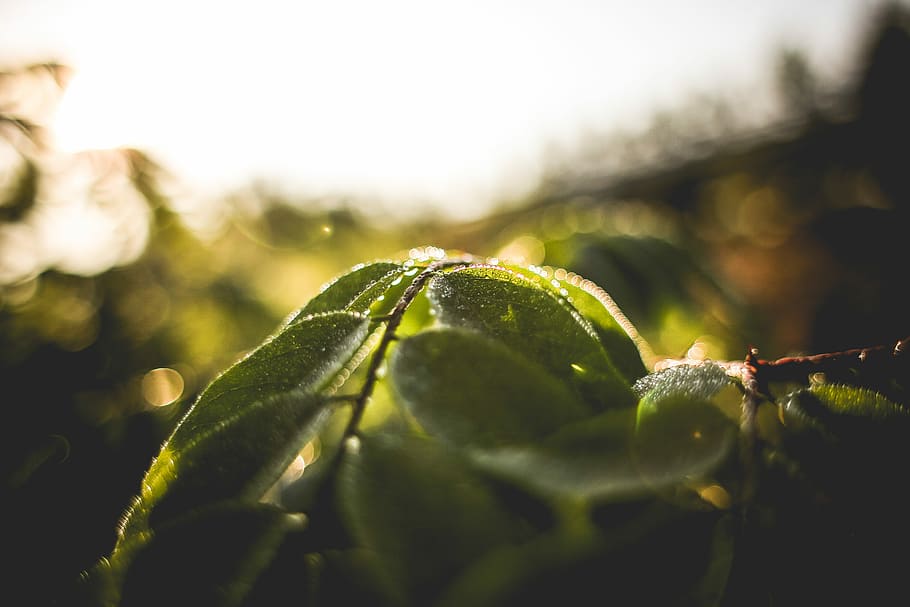Green Leaves With Morning Dew, drops, leaf, raindrops, nature HD wallpaper