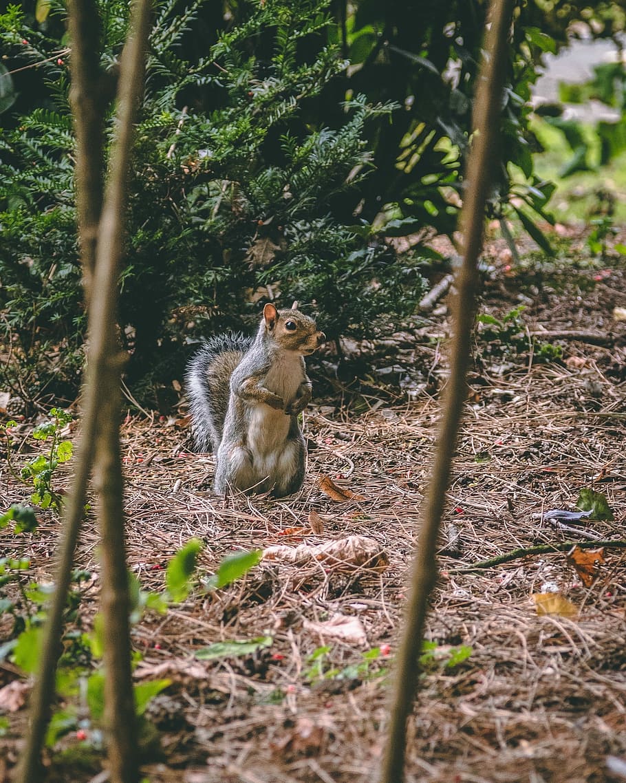 gray animal standing near green tree, squirrel near plants, feeding HD wallpaper