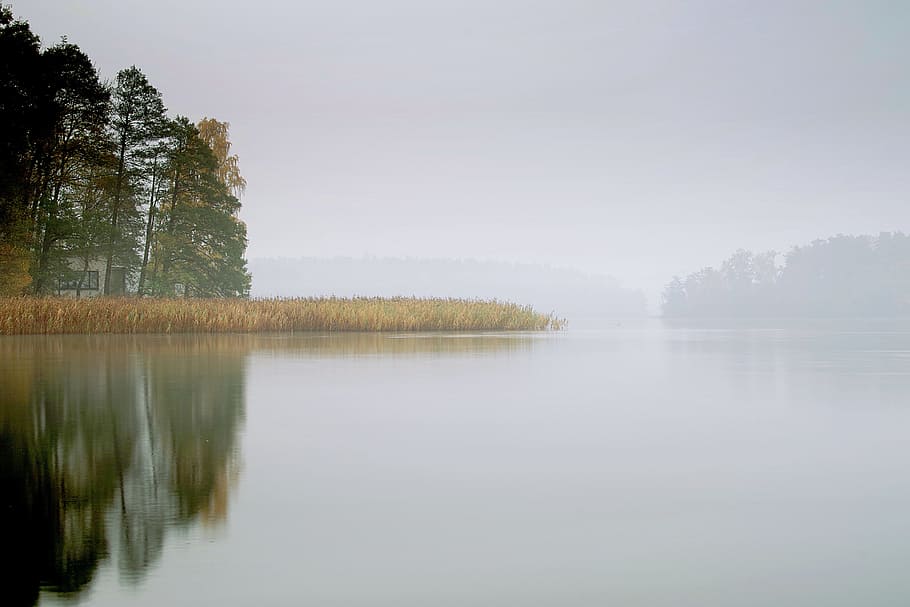 green tree near lake mirror photography, the fog, pond, water, HD wallpaper