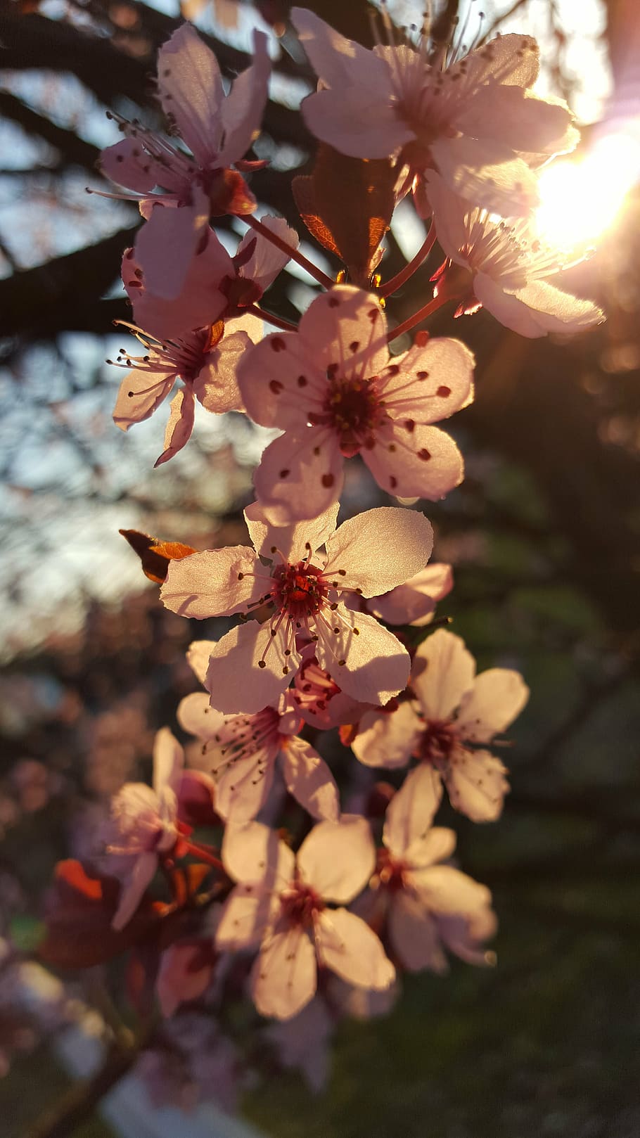 White cherry blossom in close up photography photo  Free Grey Image on  Unsplash