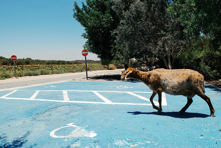 Sheep on the road, animals, nature, mammal, outdoors, grass, animal wildlife HD wallpaper