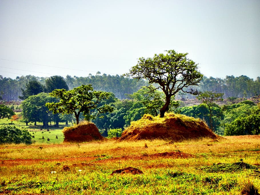 green trees at daytime photography, cerrado, deforestation, goiás