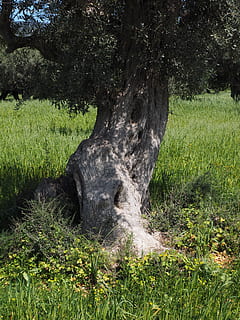 tribe, gnarled, old, olive tree, olive plantation, olive garden HD wallpaper