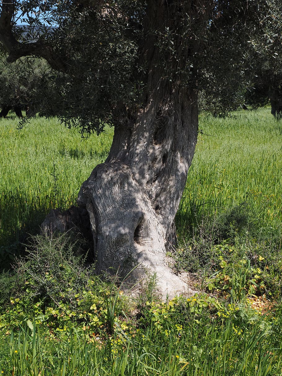 tribe, gnarled, old, olive tree, olive plantation, olive garden HD wallpaper