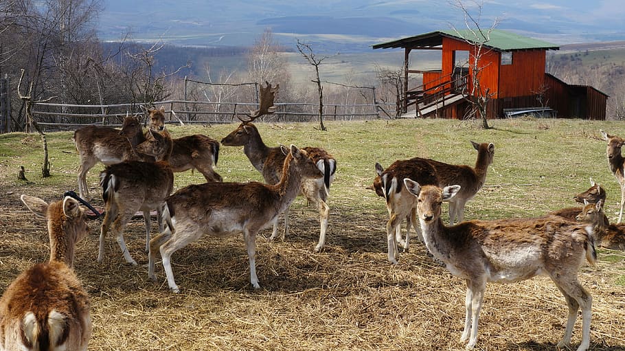 deer, animals, nature, group of animals, animal themes, mammal HD wallpaper