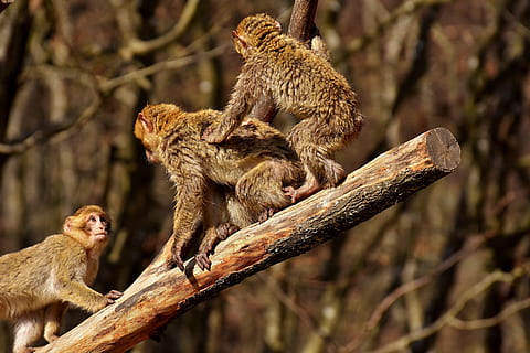 Berber, Monkeys, Climb, Play, Cute, berber monkeys, endangered species HD wallpaper