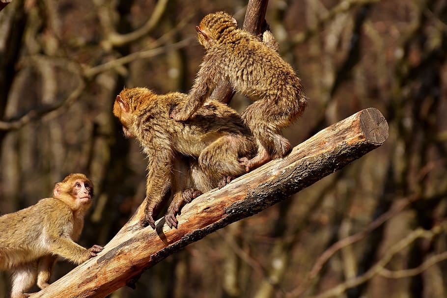 Berber, Monkeys, Climb, Play, Cute, berber monkeys, endangered species HD wallpaper