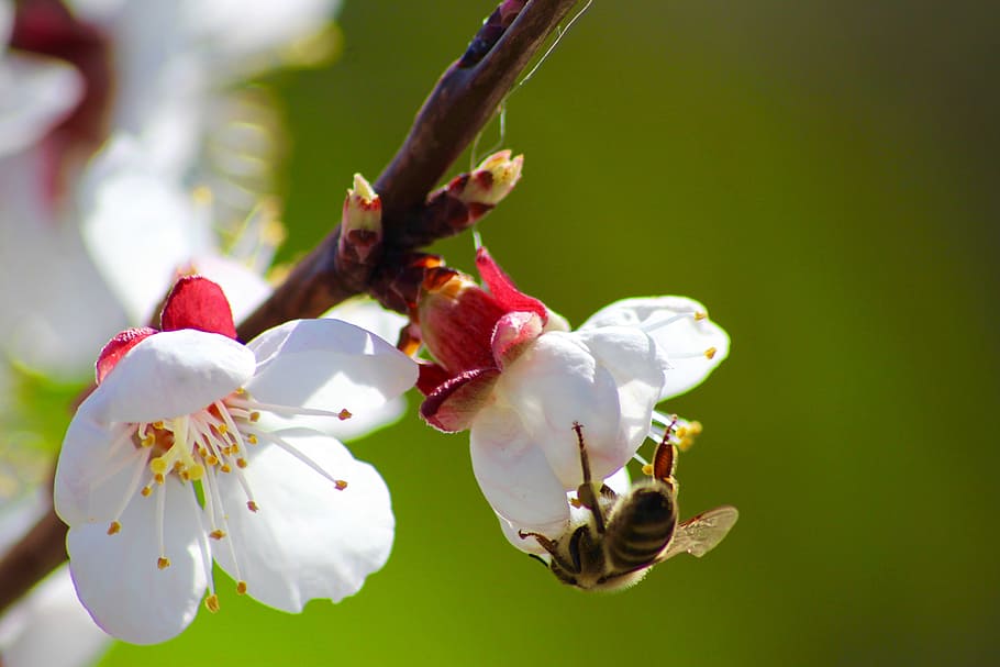 Bee, Flower, Green, Spring, Honey, nature, garden, white, natural HD wallpaper