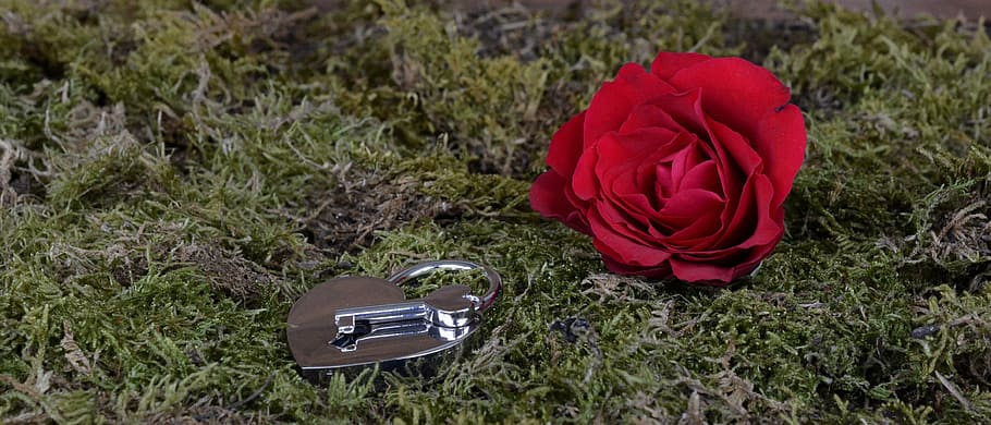 red rose flower and gray heart padlock and key on grass, castle, HD wallpaper