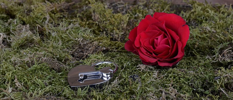 red rose flower and gray heart padlock and key on grass, castle