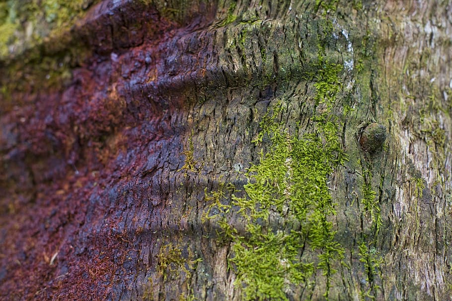 gum tree, sap, forest, natural, trunk, wood, bark, moss, plant HD wallpaper