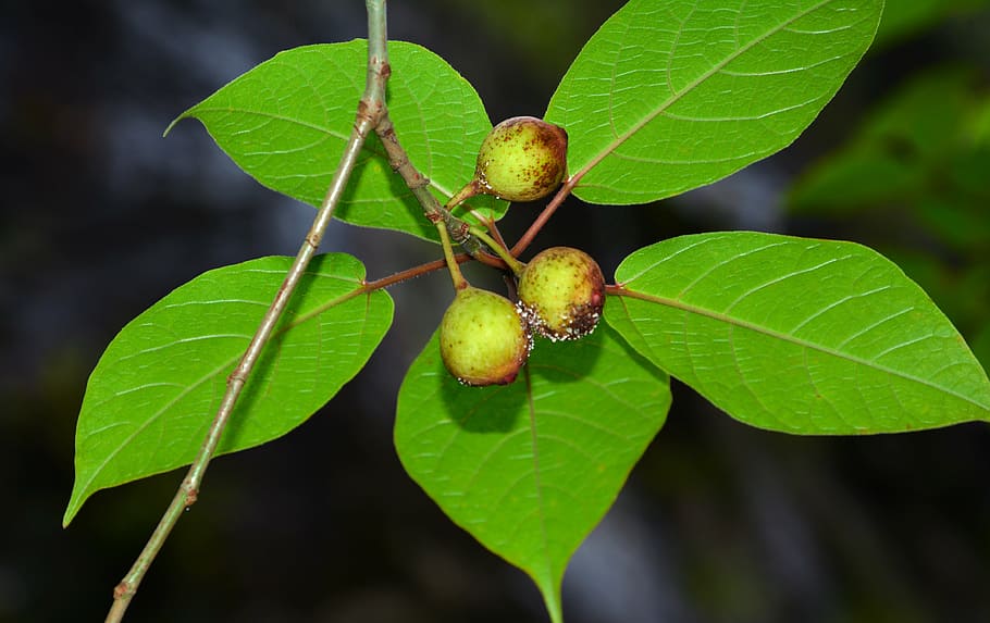leaf, fruit, the leaves, blade, green, plant part, close-up HD wallpaper