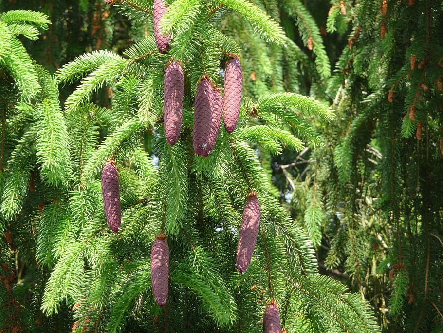 nature, pine cones, plant, green color, growth, tree, no people HD wallpaper