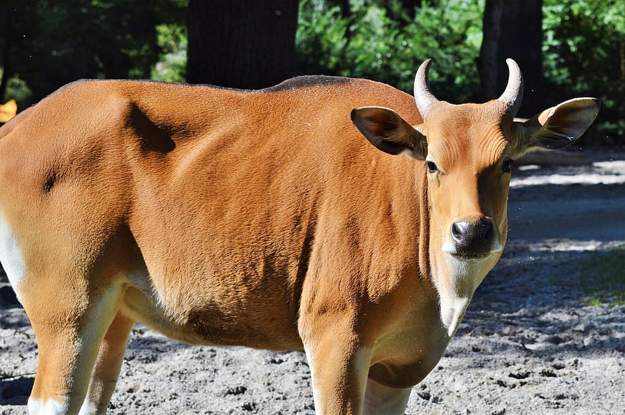 cow, beef, animal, cattle, horns, agriculture, livestock, ruminant HD wallpaper