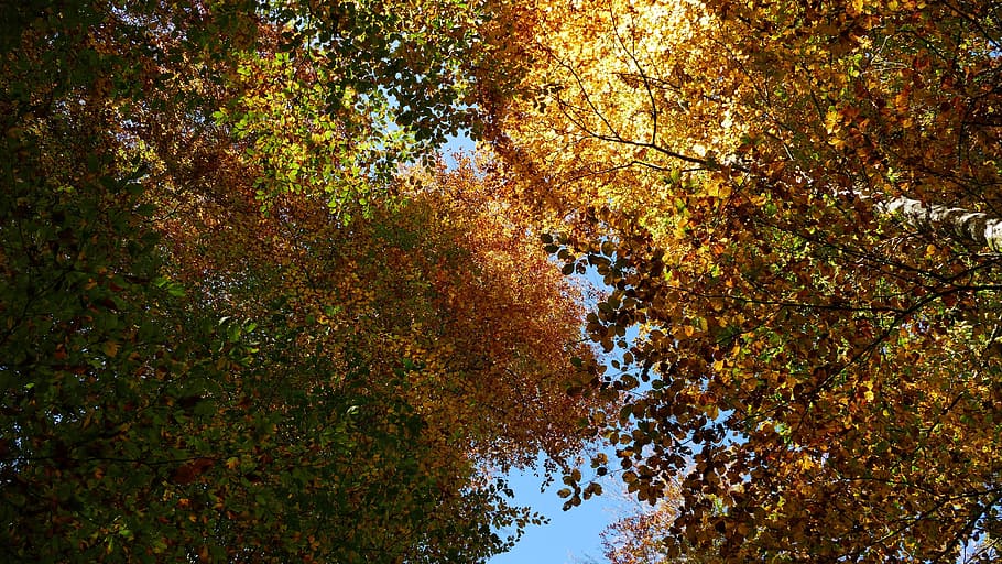 nature, landscape, autumn, leaves, trees, sun, plant, change HD wallpaper