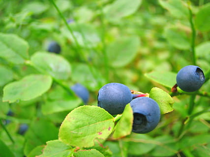shallow focus photography of blueberries, growing, close view HD wallpaper