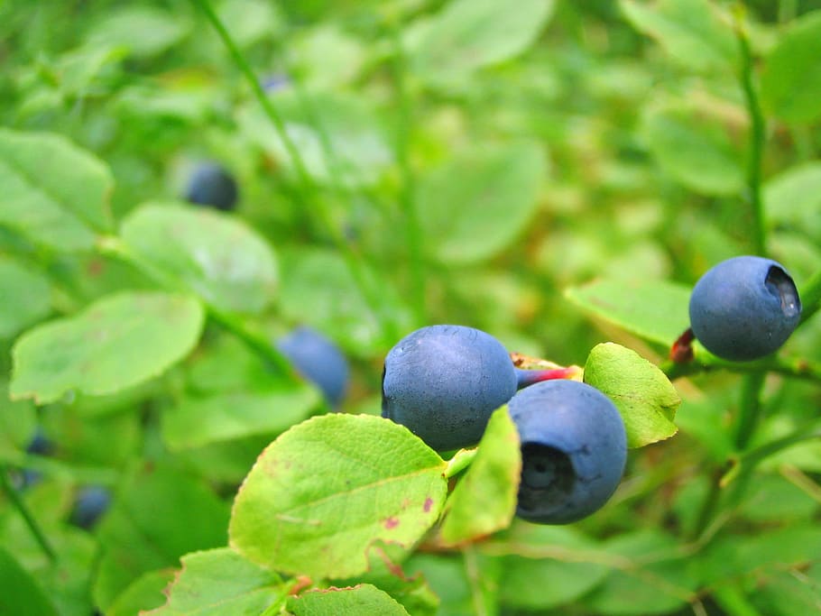 shallow focus photography of blueberries, growing, close view HD wallpaper