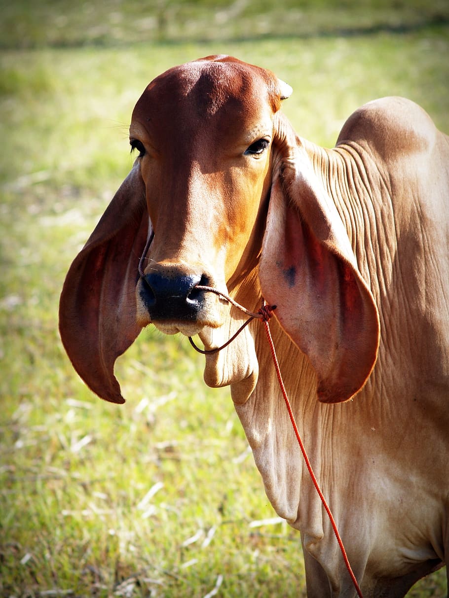 brown, white, background, isolated, snout, agriculture, mammal HD wallpaper