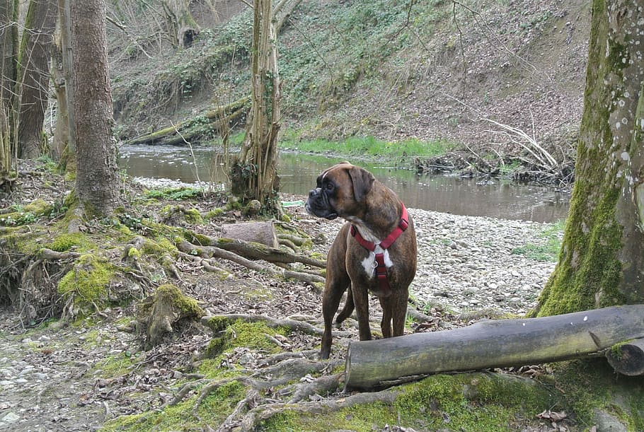 dog, boxer, nature, animal themes, mammal, one animal, tree HD wallpaper