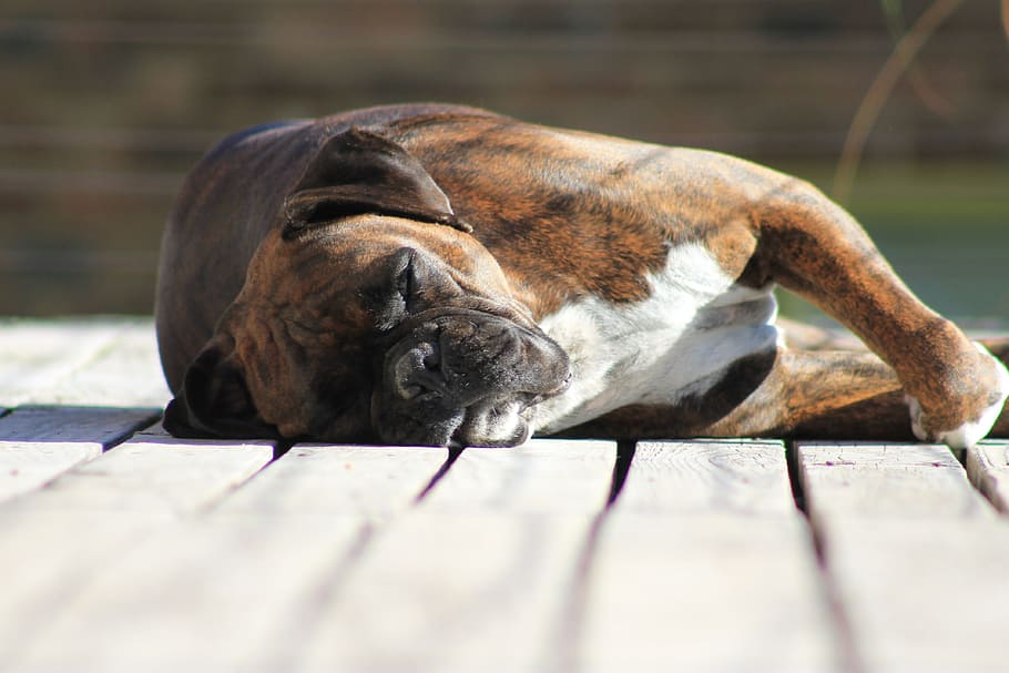 Boxer, Sleeping, Dog, one animal, no people, animal themes HD wallpaper