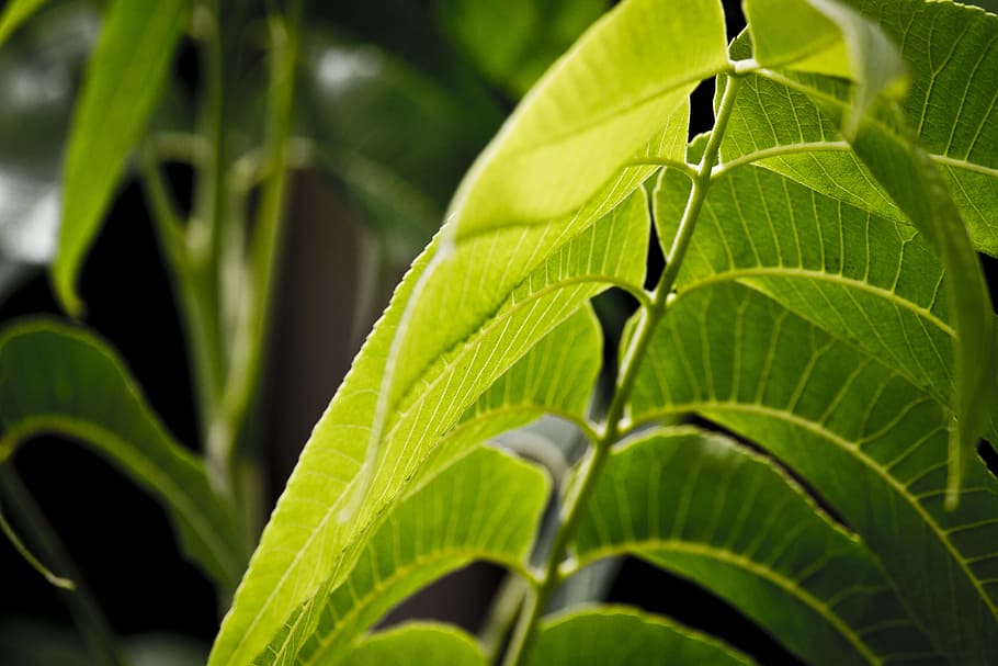 leaves, tree, trees, nature, green, green leaves, green leaf HD wallpaper