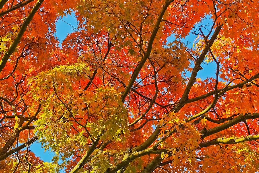 Hd Wallpaper Gold Autumn Leaves Golden Autumn Golden October Fall