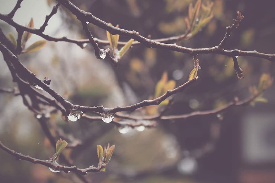 close up shot of tree branches with leaves, nature, winter, outdoors HD wallpaper