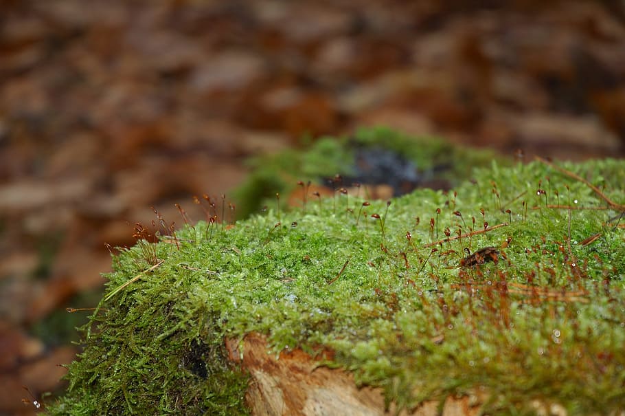 Macro, Forest, Moss, Closeup, Nature, green, green color, no people HD wallpaper
