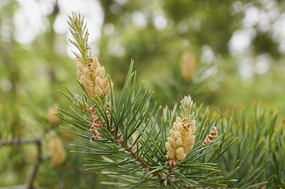 forest, tree, pine cone, coniferous tree, nature, plant, green color HD wallpaper