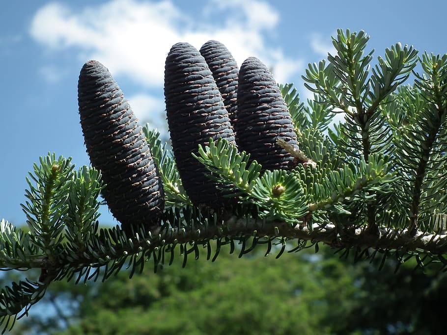 Nature, Tree, Pine Cone, iglak, coniferous, twigs, branch, no people HD wallpaper