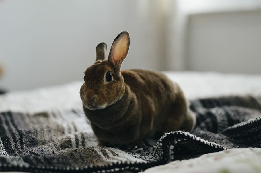 brown rabbit on gray textile, brown rabbit on black and white textile HD wallpaper