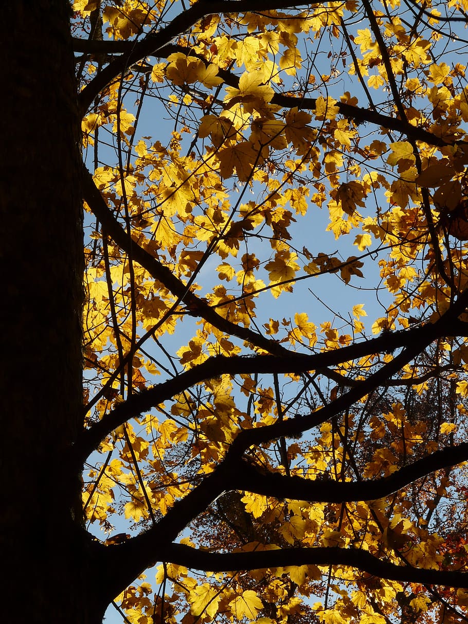 mountain maple, acer pseudoplatanus, golden autumn, golden october