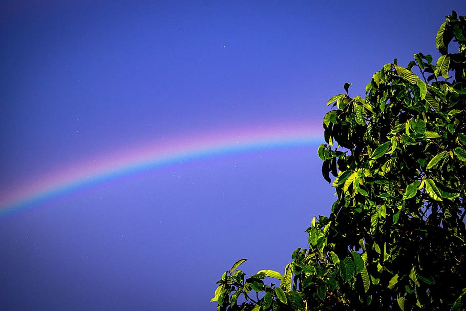 Rainbow, Tree, Leaf, Wallpaper, sky, nature, blue, outdoors HD wallpaper