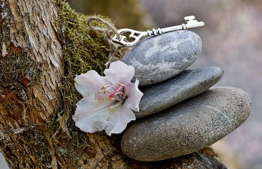 white flower beside gray stones, balance, harmony, inspiration